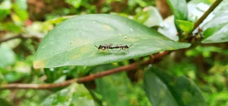 Moustique tigre en gros plan — risques sanitaires à l'île Maurice