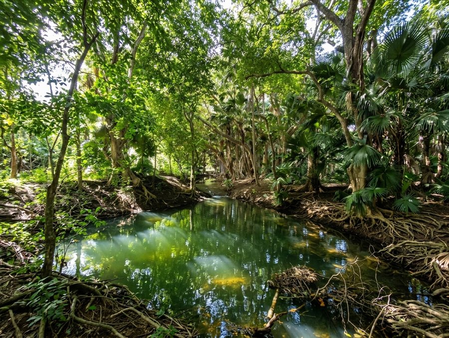 Rivière et forêt endémique dans la Vallée de Ferney, à l’île Maurice